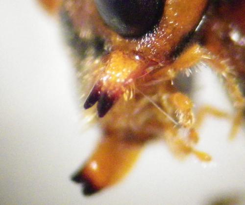 Ophion ventricosus